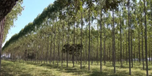 MS: Setor Florestal se Consolida como Potência Verde