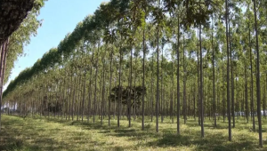 MS: Setor Florestal se Consolida como Potência Verde