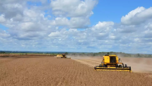 Alta de 57% em Recuperações Judiciais: Agronegócio em Crise no Mato Grosso do Sul