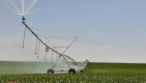 Safra de Soja 2024/2025 em Mato Grosso do Sul: Produtividade e Desempenho Regional