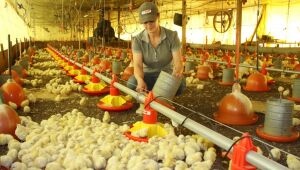 Sucesso do programa "Frango Vida" impulsiona criação de primeira Escola Avícola em MS