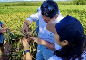 Pantabio: Inovação Sustentável Revoluciona o Agronegócio de Mato Grosso do Sul.
