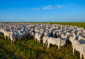 Mato Grosso do Sul se Consolida como L&iacute;der Nacional na Recupera&ccedil;&atilde;o de Pastagens Degradadas.