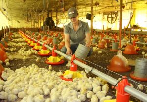 Sucesso do programa "Frango Vida" impulsiona cria&ccedil;&atilde;o de primeira Escola Av&iacute;cola em MS.