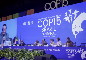 COP15 inaugura bosque com 250 mudas no Carand&aacute; Bosque para compensar emiss&otilde;es