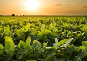 Aprosoja projeta crescimento da safra de soja em MS apesar de veranicos em 640 mil hectares